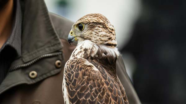 Allontanamento piccioni naturale falconeria