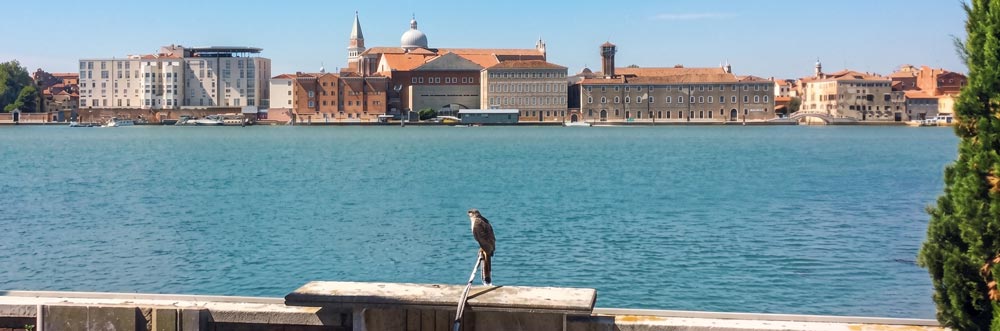 Allontanamento volatili con i falchi Venezia