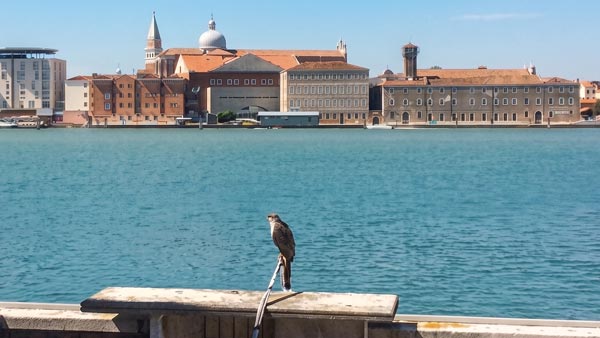 Allontanamento volatili falchi Cimitero San Michele Venezia