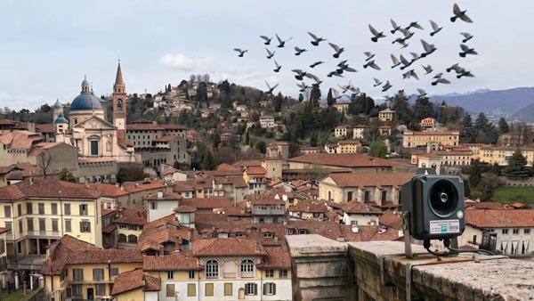 Ultrasuoni piccioni Bergamo
