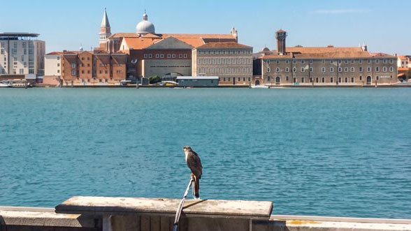 Allontanamento volatili falconeria Venezia