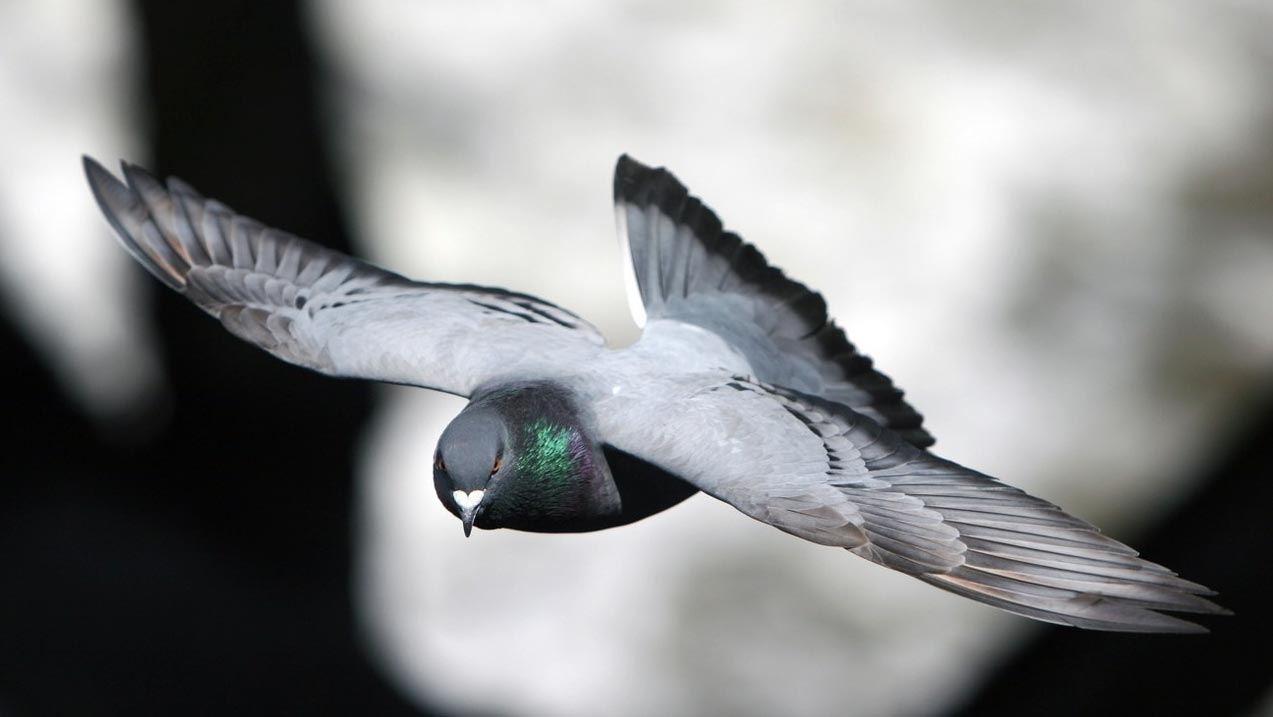 I piccioni fanno volare la spesa pubblica