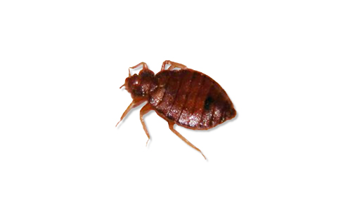 Efficacia trattamento cimici da letto