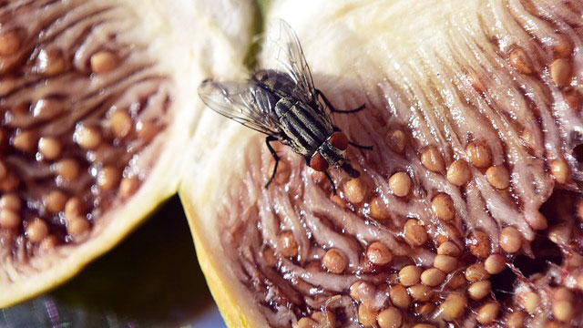 vantaggi monitoraggio insetti volanti haccp