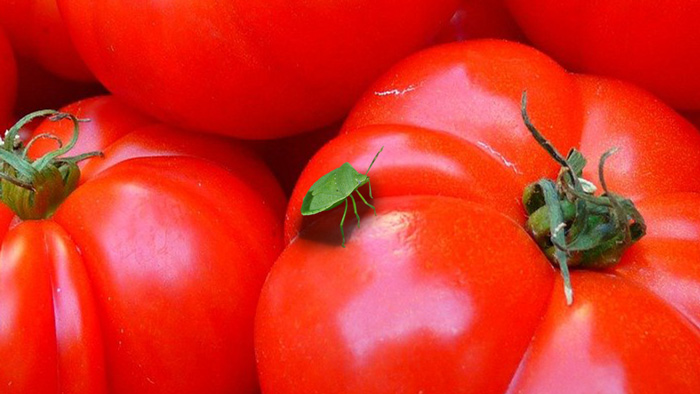 vantaggi monitoraggio insetti volanti cimice verde