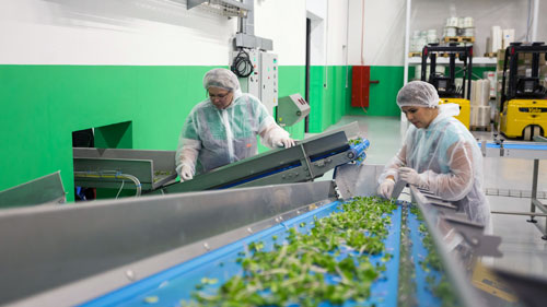 Industria produzione alimentare ortaggi
